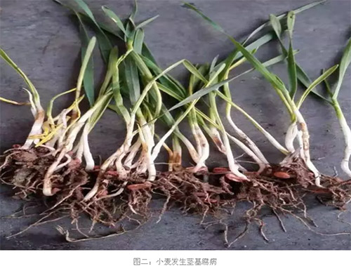 明珠社区:老年协会开展快乐游园活动“火狐电竞官网”(图1) 火狐电竞平台