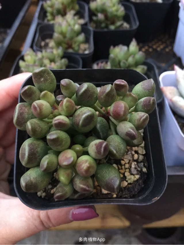 “火狐电竞平台”山东省质监局邀请媒体赴全省商场共同搜查“吃人电梯”(图2) 火狐电竞