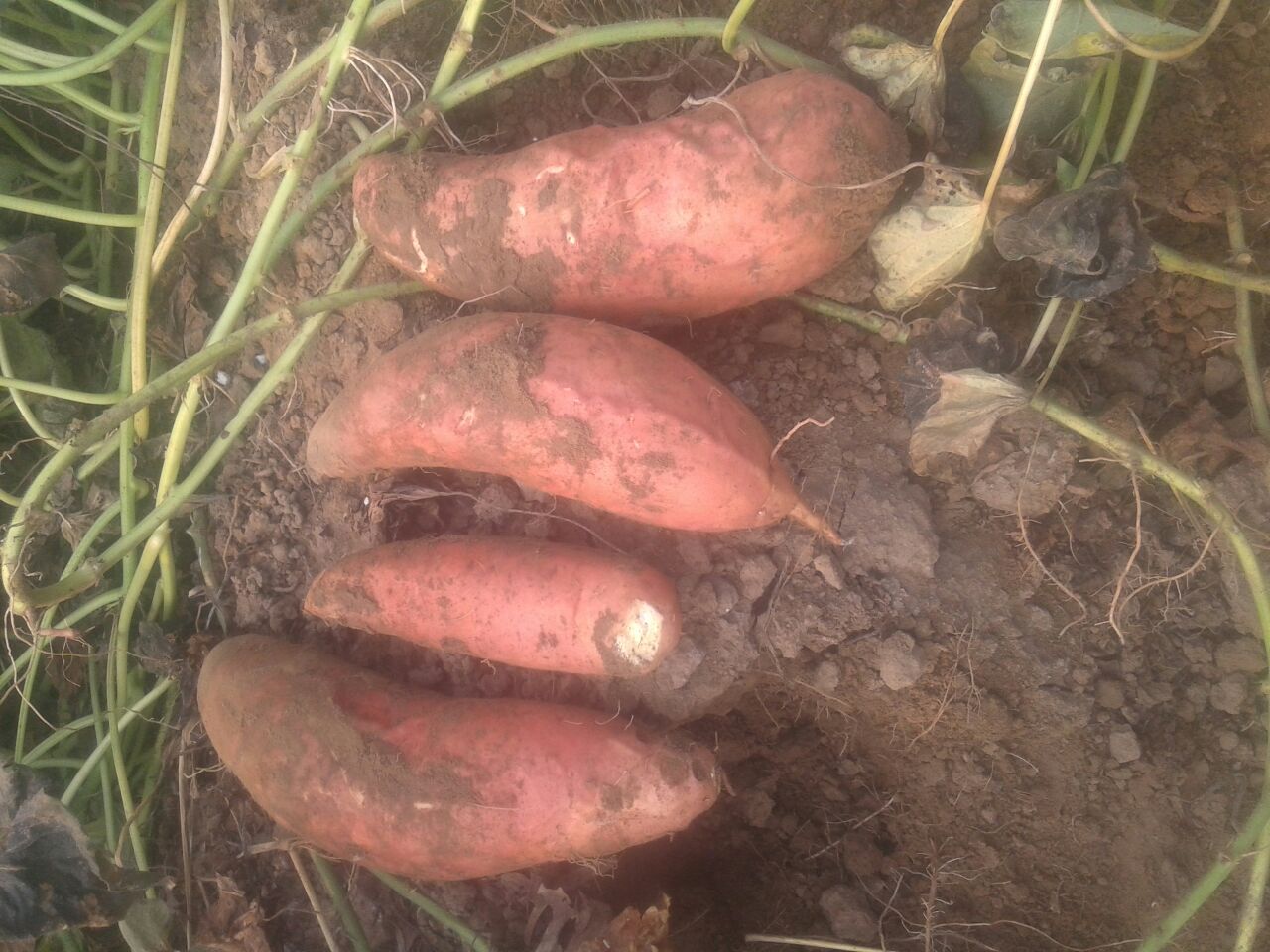 【整形精品】为什么好看的小姐姐都会去隆下巴-火狐电竞(图2) 火狐电竞官网