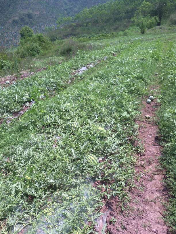 【火狐电竞平台】花语学园1月22日挖宝地点 1.22挖宝攻略介绍(图2) 火狐电竞官网