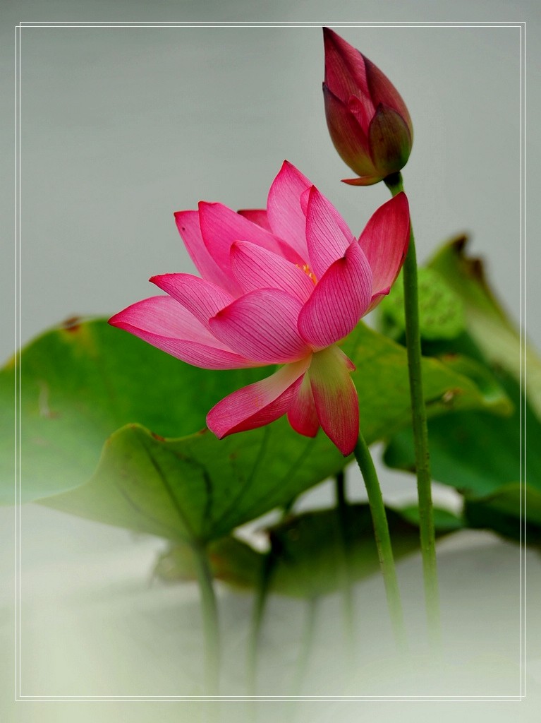 ‘火狐电竞官网’《归鸟》打中大众泪点 窦老三给春运唱了首歌(图2) 火狐电竞官网