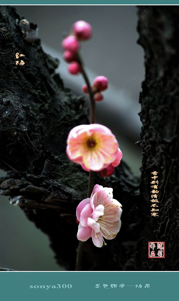 火狐电竞官网-中老越三国“边交会”开幕 勐康口岸成边民“聚宝盆”(图3) 火狐电竞官网