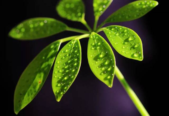 *
为什么整形前强烈建议到院面诊?整形前不得不看的注意事项!‘火狐电竞官网’(图2) 火狐电竞官网