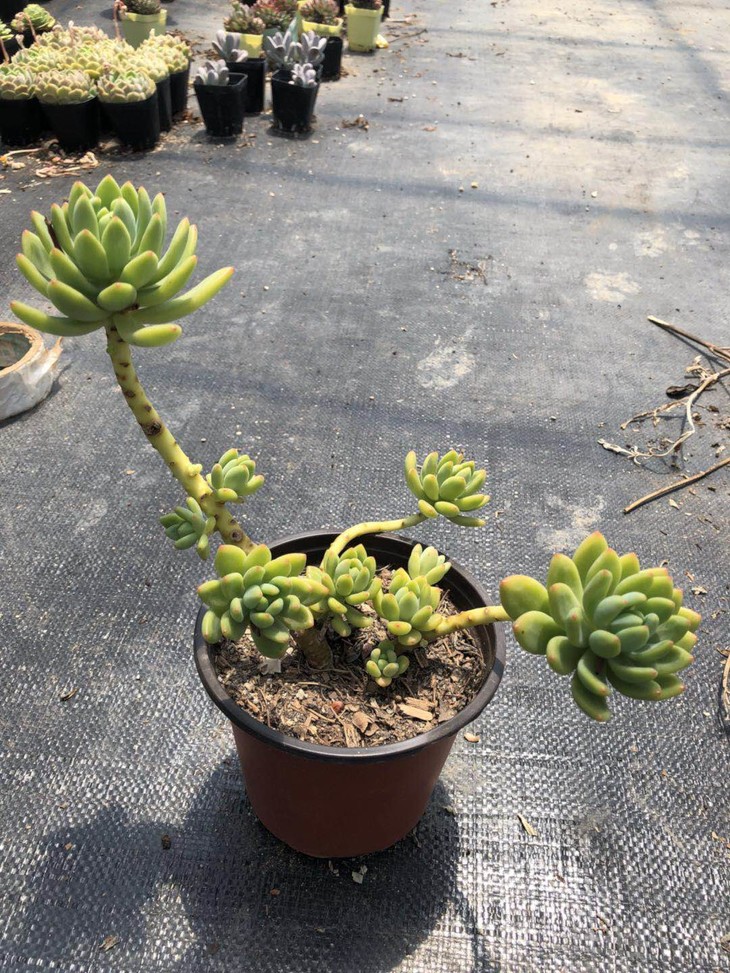 “火狐电竞平台”夏天到了想吸脂,这种体型才适合(图3) 火狐电竞