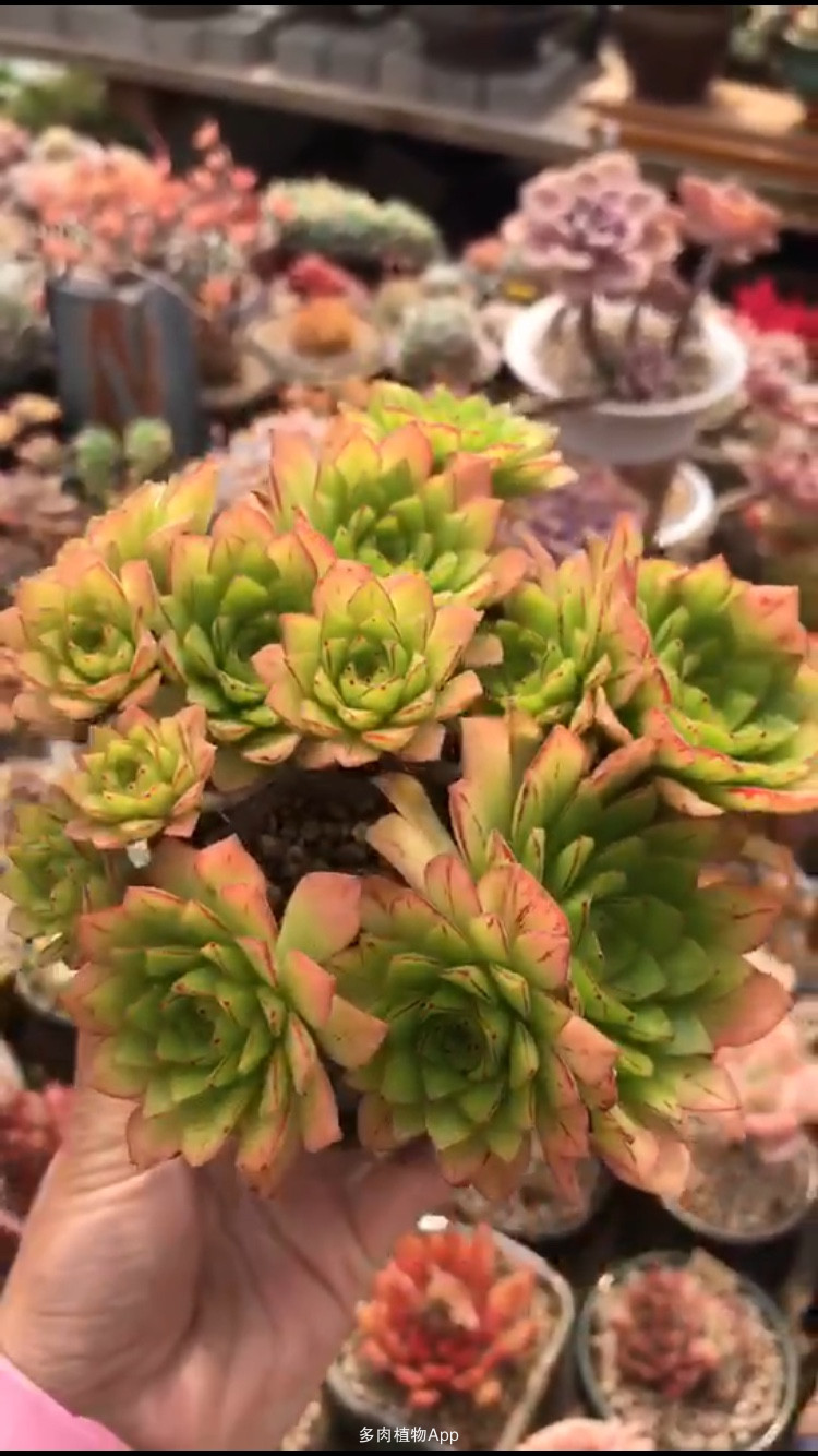 战双帕弥什比安卡意识搭配 比安卡全方位解析“火狐电竞官网”(图2) 火狐电竞官网