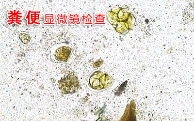火狐电竞官网