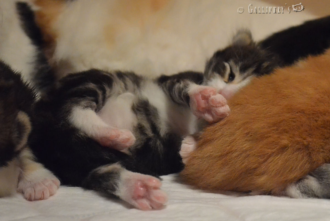 广东封开侦破涉毒者组成的特大跨地区盗窃团伙“火狐电竞”(图2) 火狐电竞官网