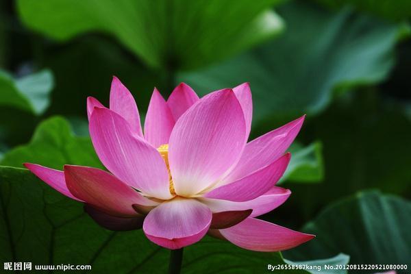 火狐电竞平台