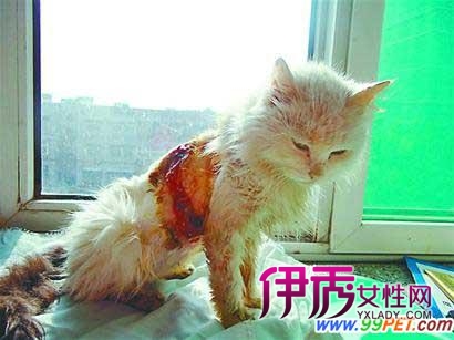 火狐电竞官网